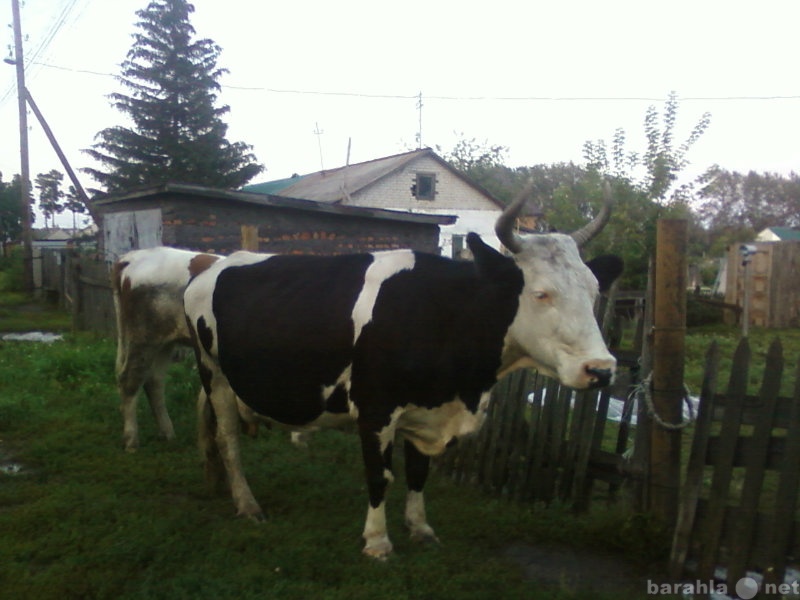 Продам: Корову