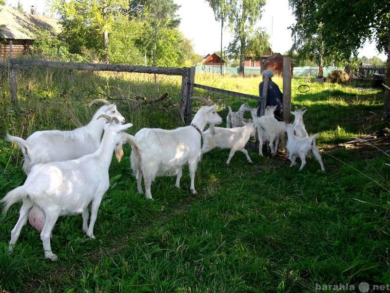 Продам: козочек-первогодков от дойной козы(3л)
