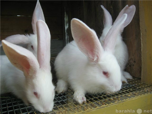 Продам: кролики Белый и Серый Великан , помесь