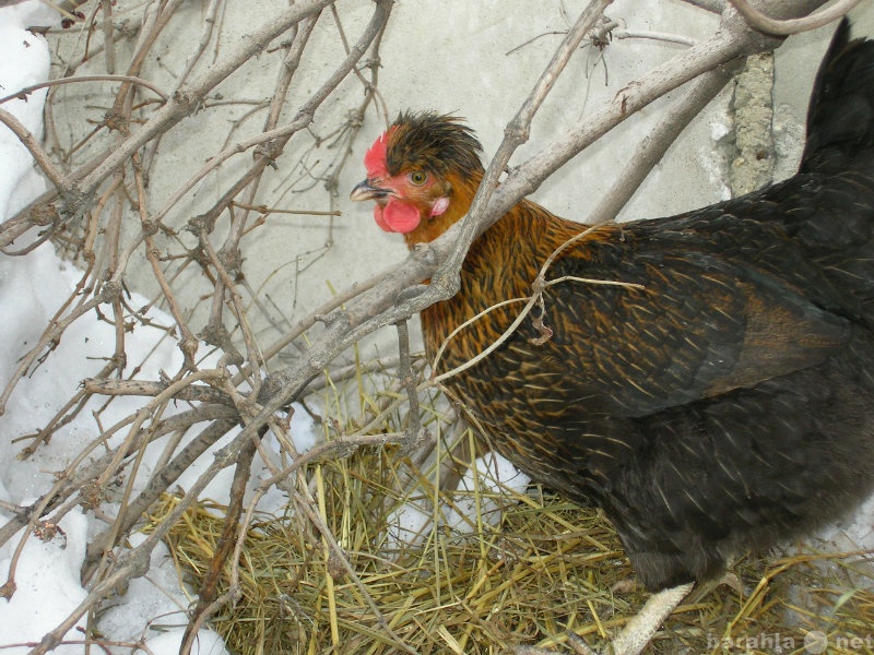 Продам: Яйца куриные из деревни