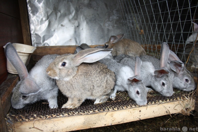 Продам: Кролики порода Фландер