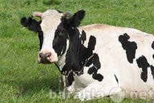Продам: Коровы, телята и нетели
