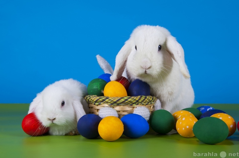 Продам: карликовые крольчата от бобхауз