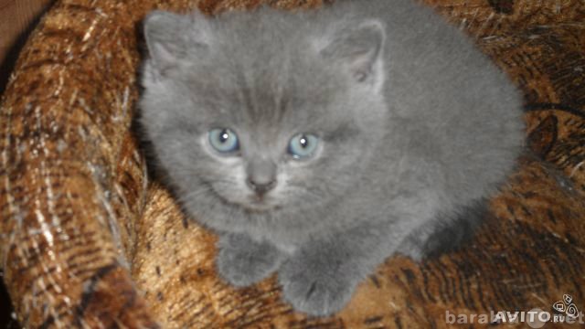 Продам: Продам короткошерстных британских котят