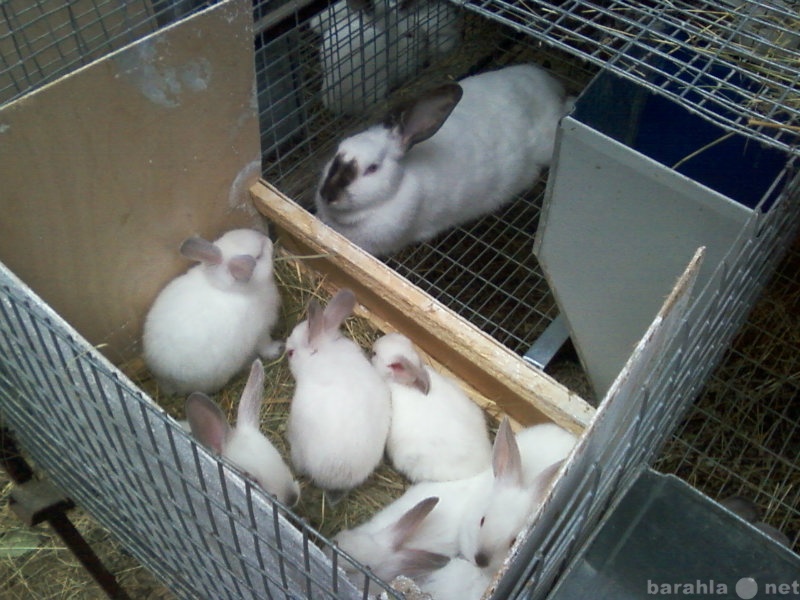 Продам: кролики и все для их содержания