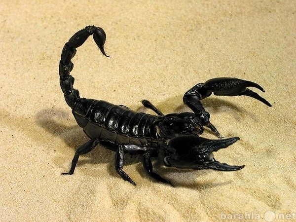 Продам: Гигантский азиатский скорпион