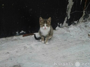 Отдам даром: котята в добрые руки