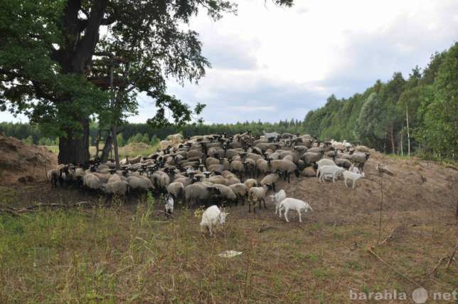 Продам: Бараны, овцы, ягнята Романовской породы
