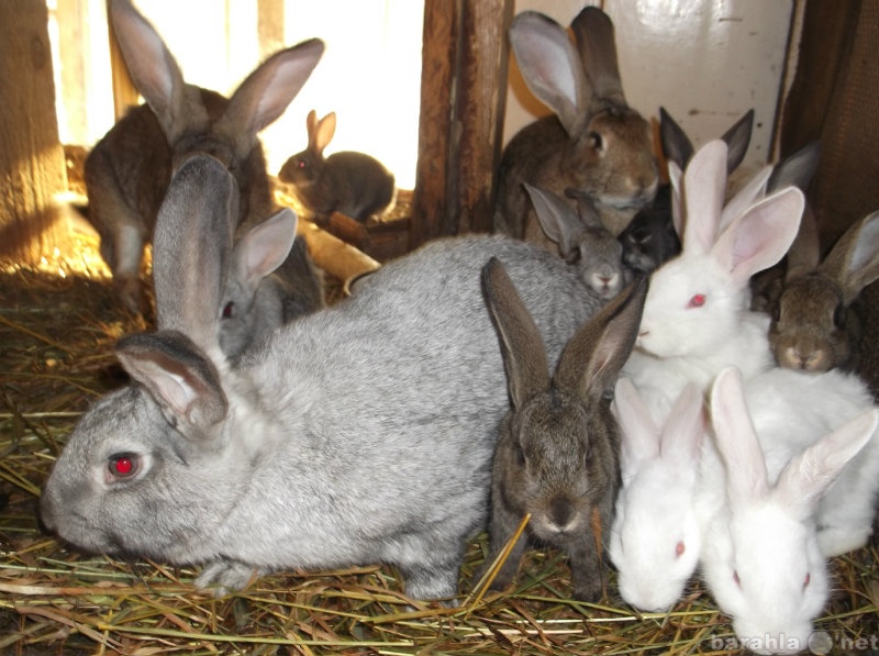 Продам: породистых кроликов