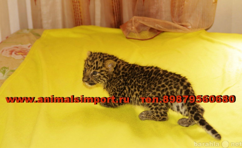 Продам: Продаю котят Леопарда (Panthera pardus o