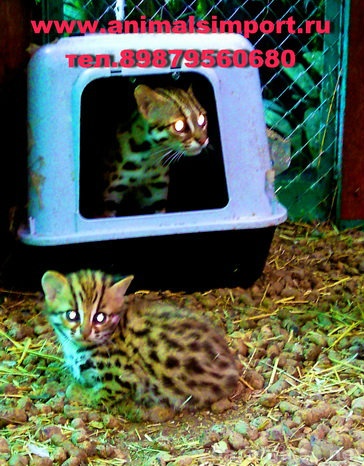Продам: Продаю котят АЛК(Азиатской леопардовой к