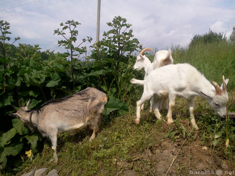 Продам: продукты ЛПХ