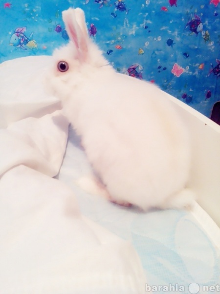 Отдам даром: Карликовый декоративный ангорский кролик