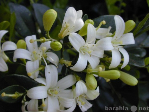 Продам: Murraya paniculata