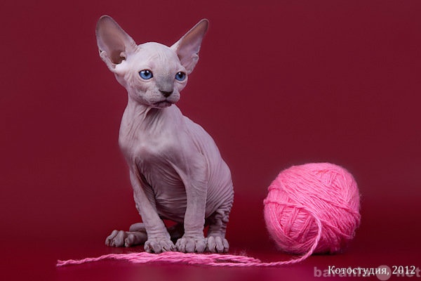 Продам: Сфинкс–одна из старейших пород кошек.