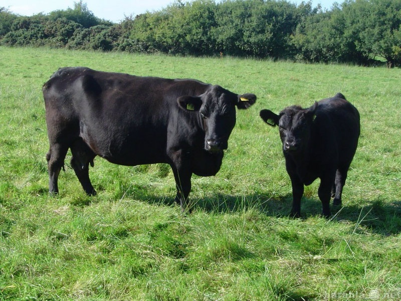 Продам: Продаю Абердин-ангусских коров с телятам