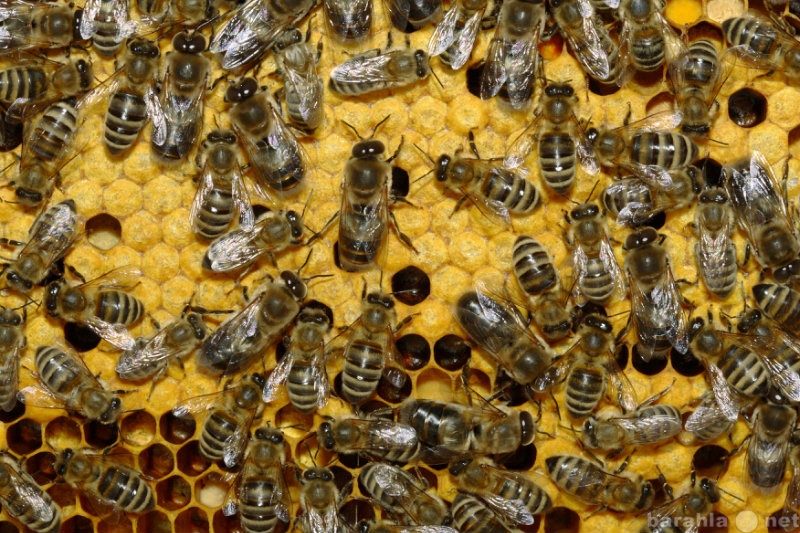 Продам: Продаются пчелосемьи разной силы