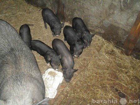 Продам: Вьетнамские вислобрюхие свиньи