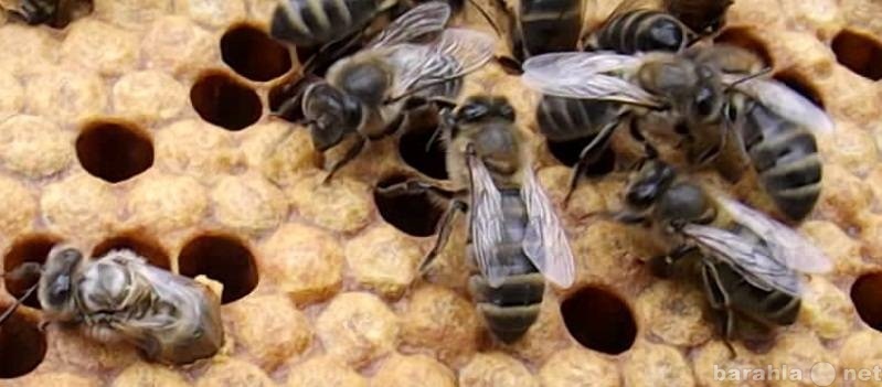 Продам: Пчелопакеты среднерусских пчёл