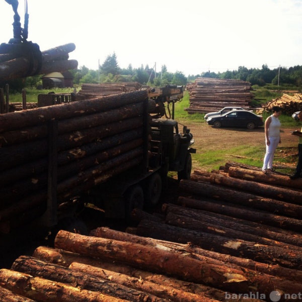 Продам: Сосна зимний и свежий спил