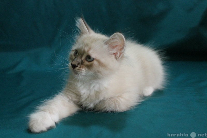Продам: Сибирский котик