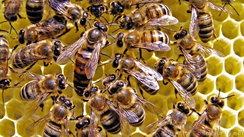 Продам: семьи медоносных пчёл.