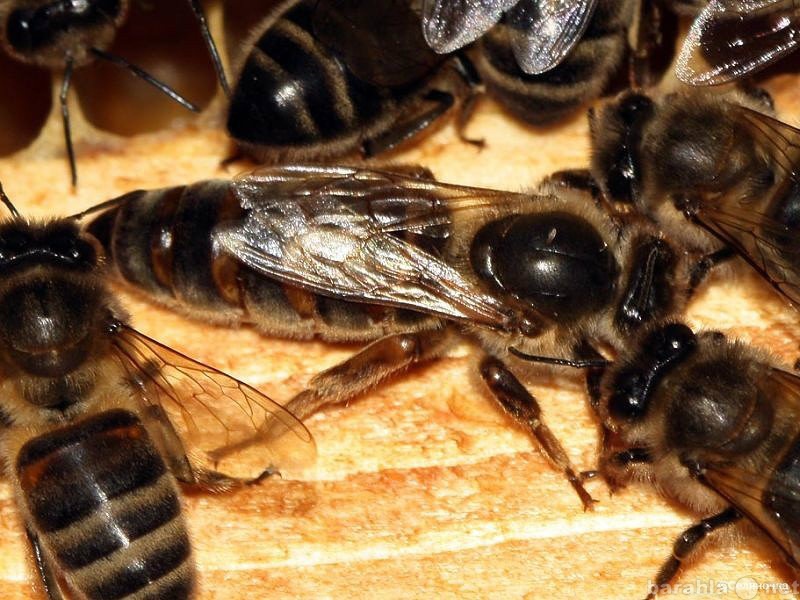 Продам: Пчёлопакеты пчёломатки