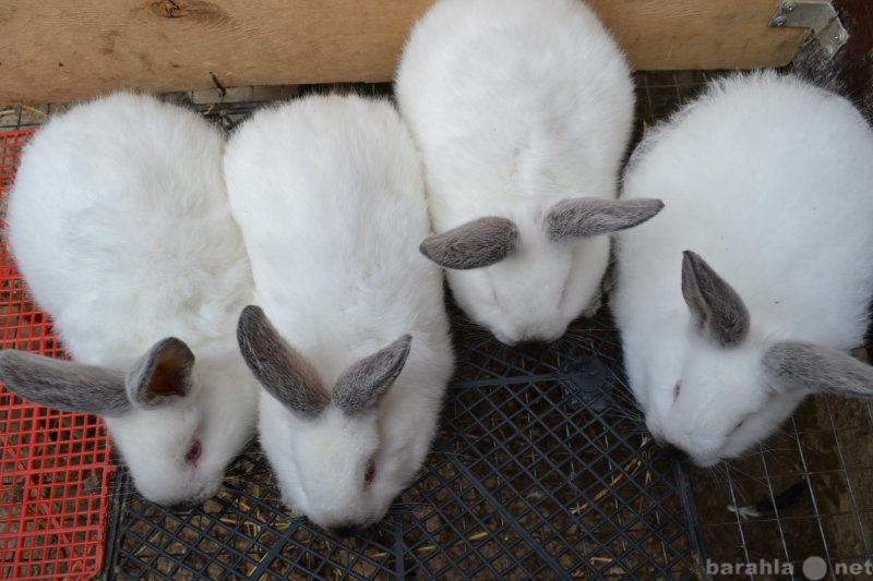 Продам: Крольчата калифорнийской породы