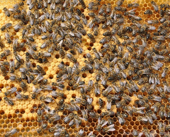 Продам: пчелосемьи доставка
