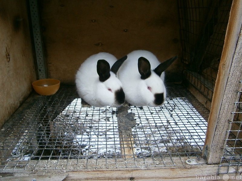 Продам: Кролики породы Калифорнийский