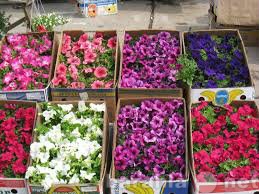 Продам: Рассаду цветов и овощей по оптовым ценам