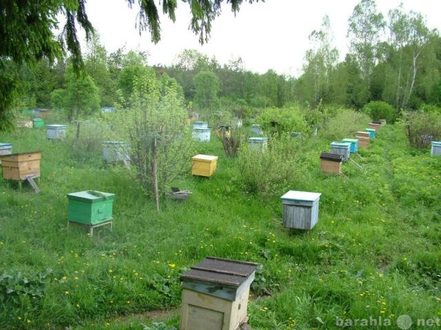 Продам: Продам пчелиные семьи и пчелопакеты