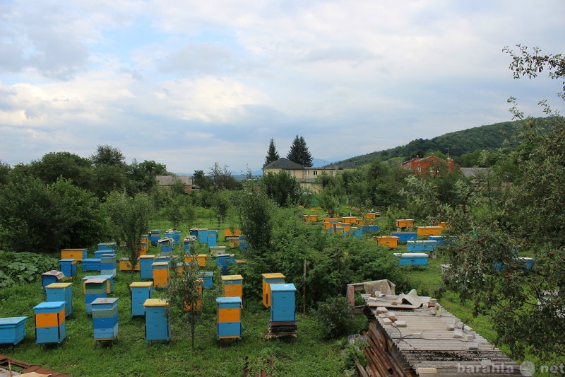 Продам: Пчёл, пчелопакеты 6 рамочные