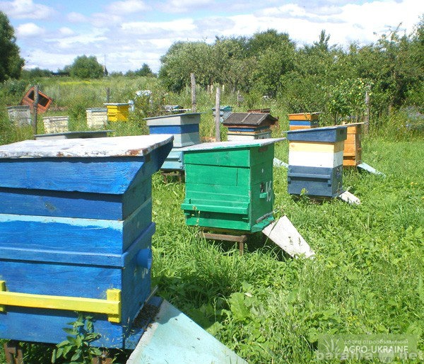 Продам: Продаю укомплектованную пасеку. Пчелы
