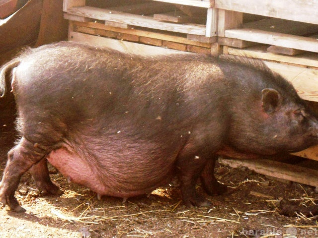 Продам: Поросята вьетнамской вислобрюхой свиньи