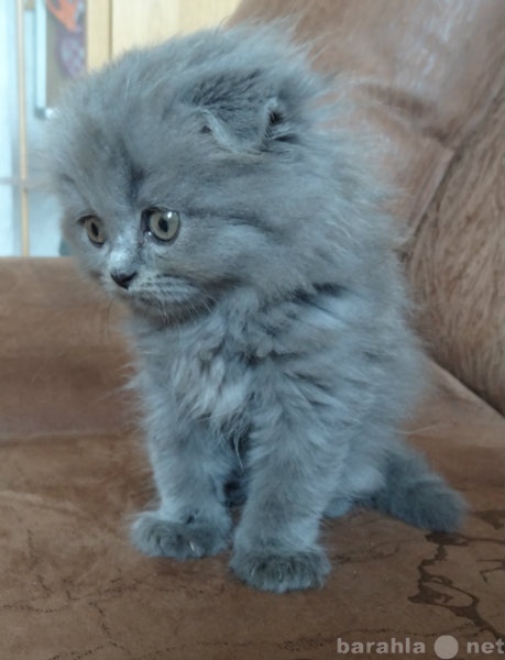Продам: шотландский вислоухий плюшевый котенок