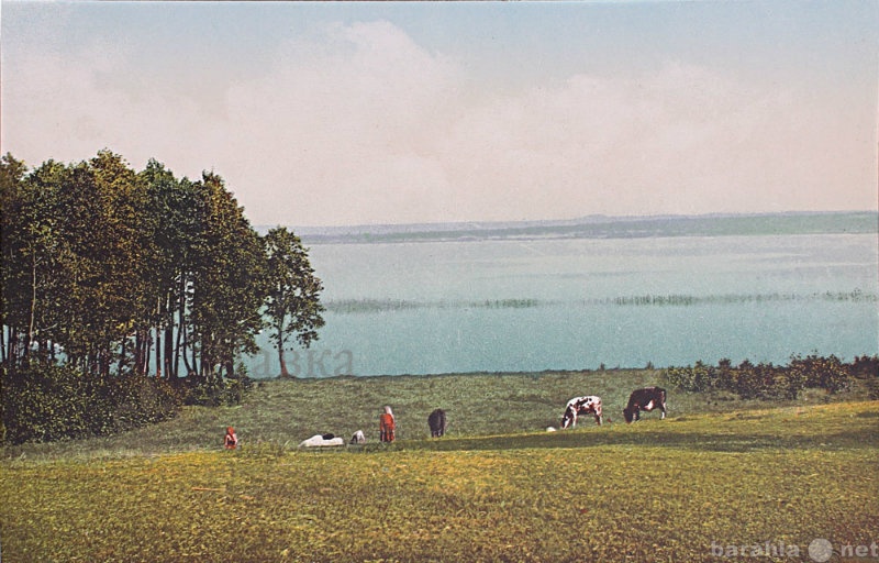 Продам: Почтовая открытка Лифляндiя. ОзероВагула