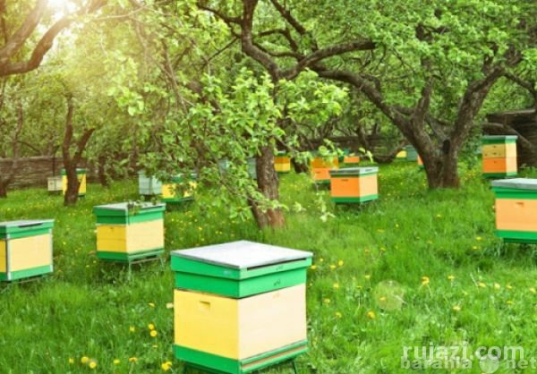 Продам: Пчелы, Пчелосемьи, Пчелопакеты, Рои