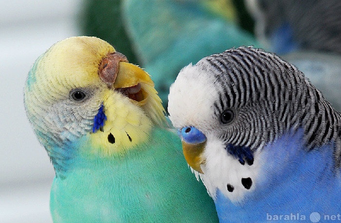 Продам: Волнистые попугаи(молодежь)