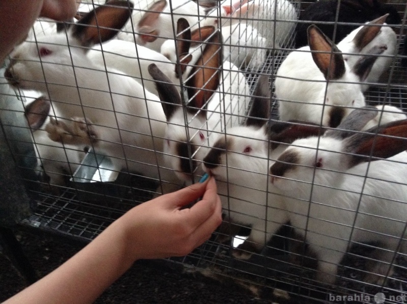 Продам: калифорнийские кролики