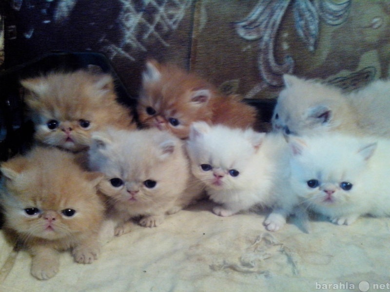 Кошку авито ру. Отдам персидских котят. Персидские котята Иваново. Авито животные котята. Персидские котята в добрые руки.