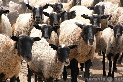 Продам: Элитные овцы романовской породы