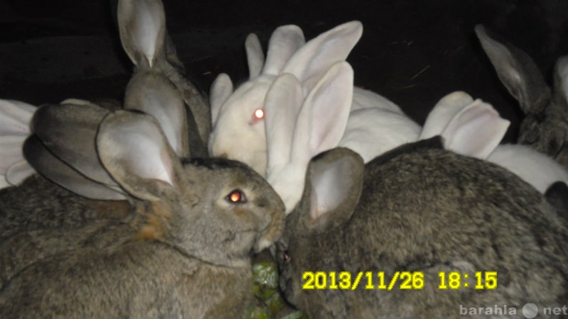 Продам: кролики Фландр