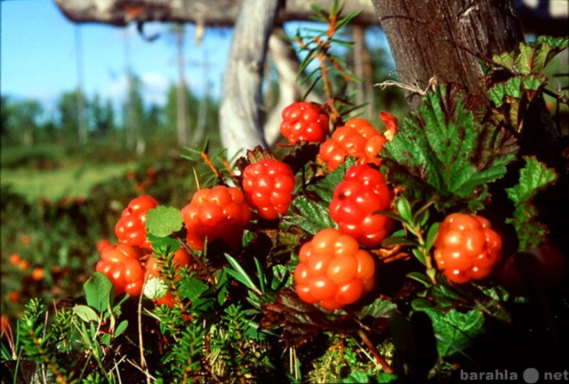 Продам: Морошку из Архангельска