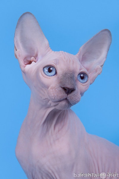 Продам: Сфинкс–одна из старейших пород кошек.