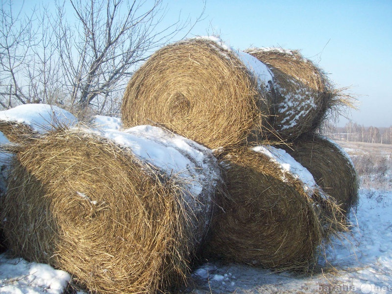 Продам: сено