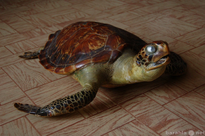 Продам: Чучело морской черепахи