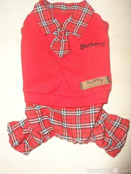 Продам: Костюм Burberry для собак мальчиков (М)