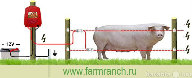 Продам: ЭЛЕКТРОПАСТУХ ДЛЯ СВИНЕЙ