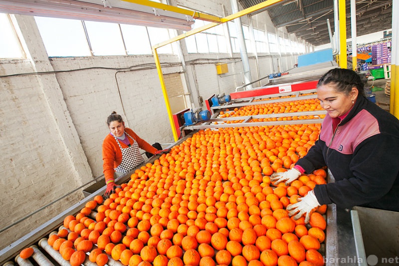 Продам: Продукты питания